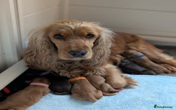 Cocker Spaniel dogs for sale: KC Registered Cocker Spaniel Puppies in Canterbury - Image 23