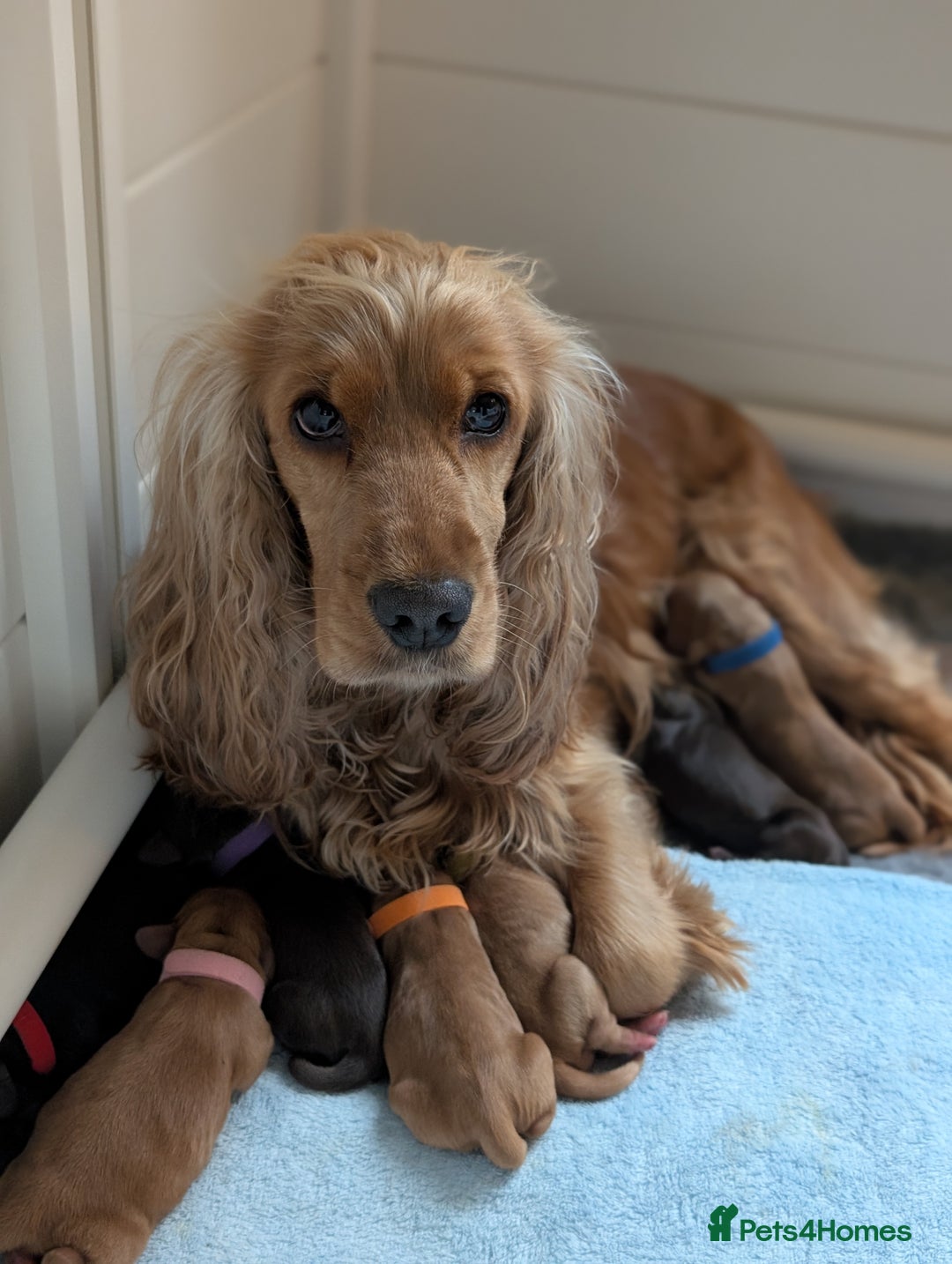 Cocker Spaniel dogs for sale: KC Registered Cocker Spaniel Puppies in Canterbury - Image 23