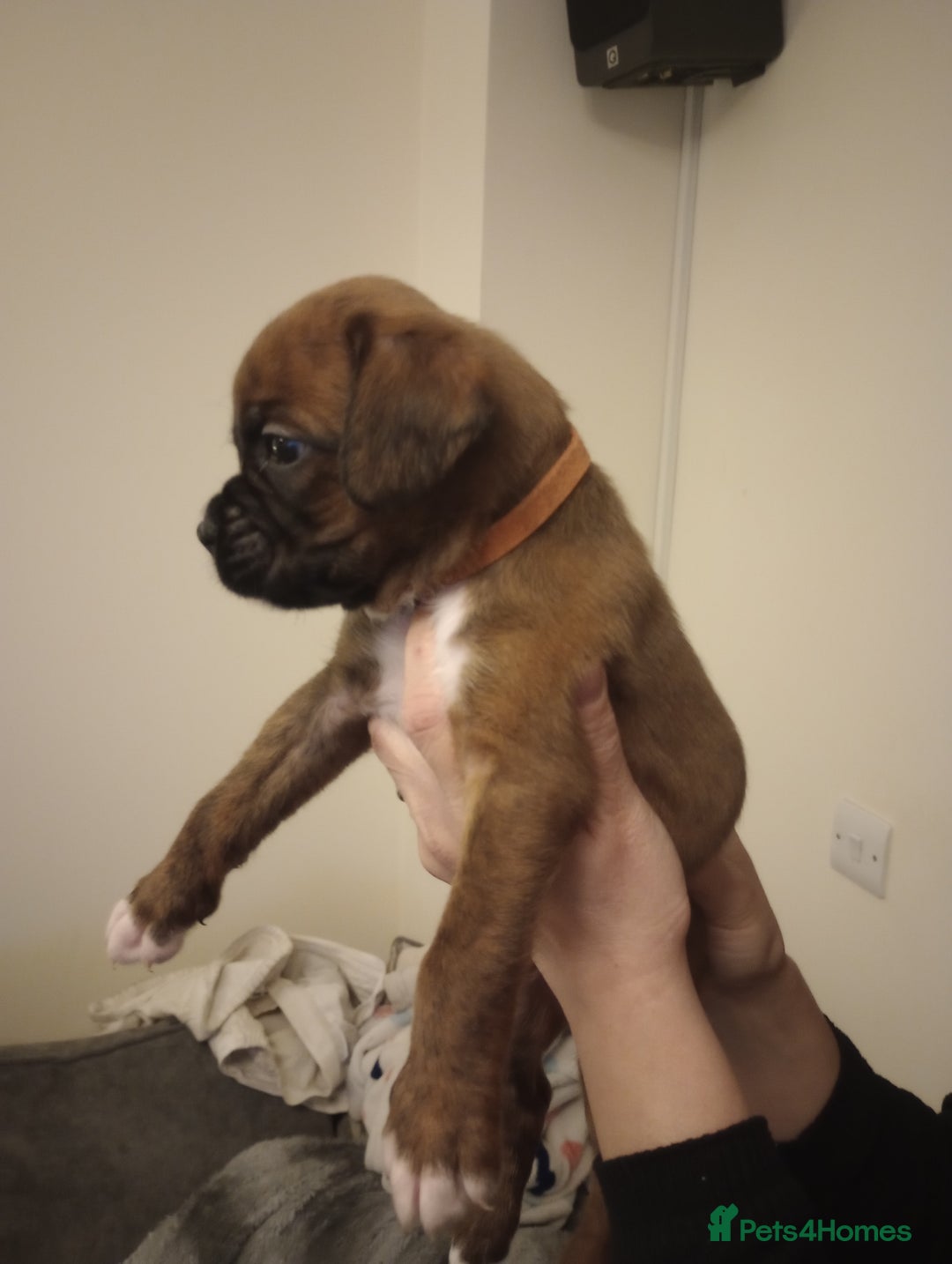 Boxer dogs for sale: Boxer Puppies  - Advert 18