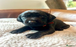 Labrador Retriever dogs for sale: 8 Fox Red/Black Working Labradors - Image 2