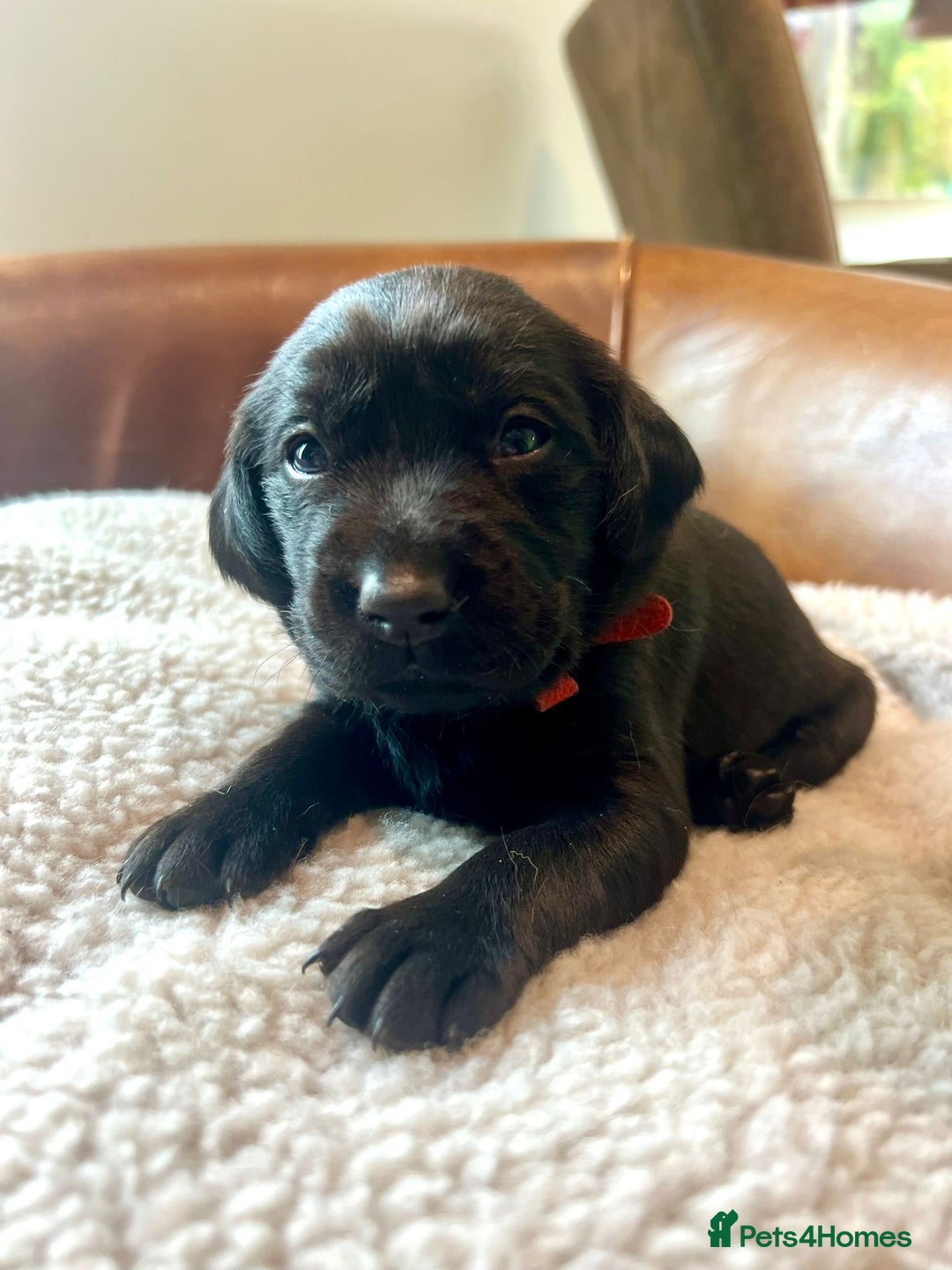Labrador Retriever dogs for sale: 8 Fox Red/Black Working Labradors - Image 2