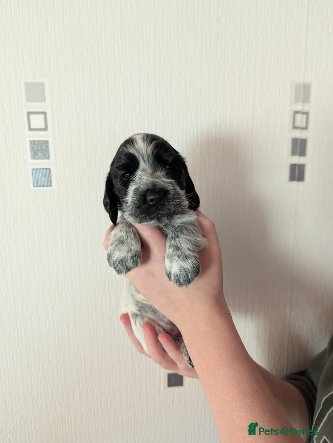Cocker Spaniel dogs for sale: KC Reg Cocker Spaniel Puppies health checked - Advert 3