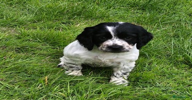 Cocker Spaniel dogs - Advert 10