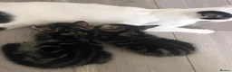Domestic Shorthair cats for sale: Russian Blue × Bengal Mixed Kittens – 4 available - Advert 14