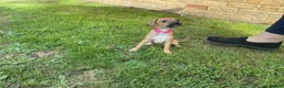 Italian Greyhound dogs for sale: Royal kennel club registered  - Advert 20