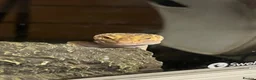 Leopard Gecko reptiles for sale: Female leopard gecko in Eastbourne - Advert 2