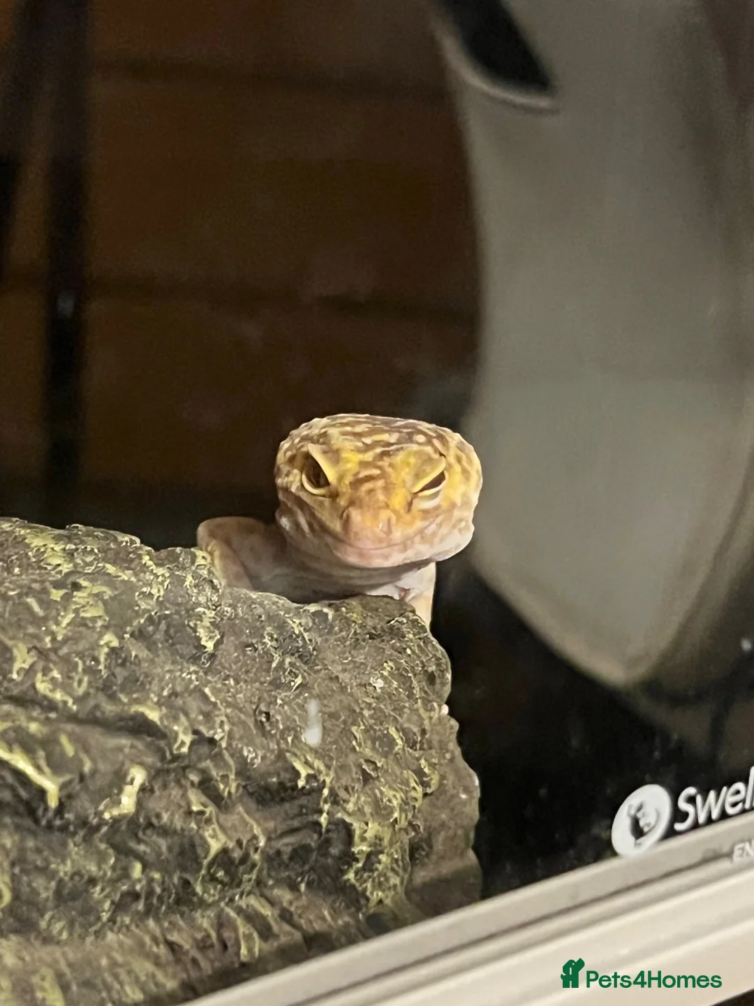 Leopard Gecko reptiles for sale: Female leopard gecko in Eastbourne - Advert 2