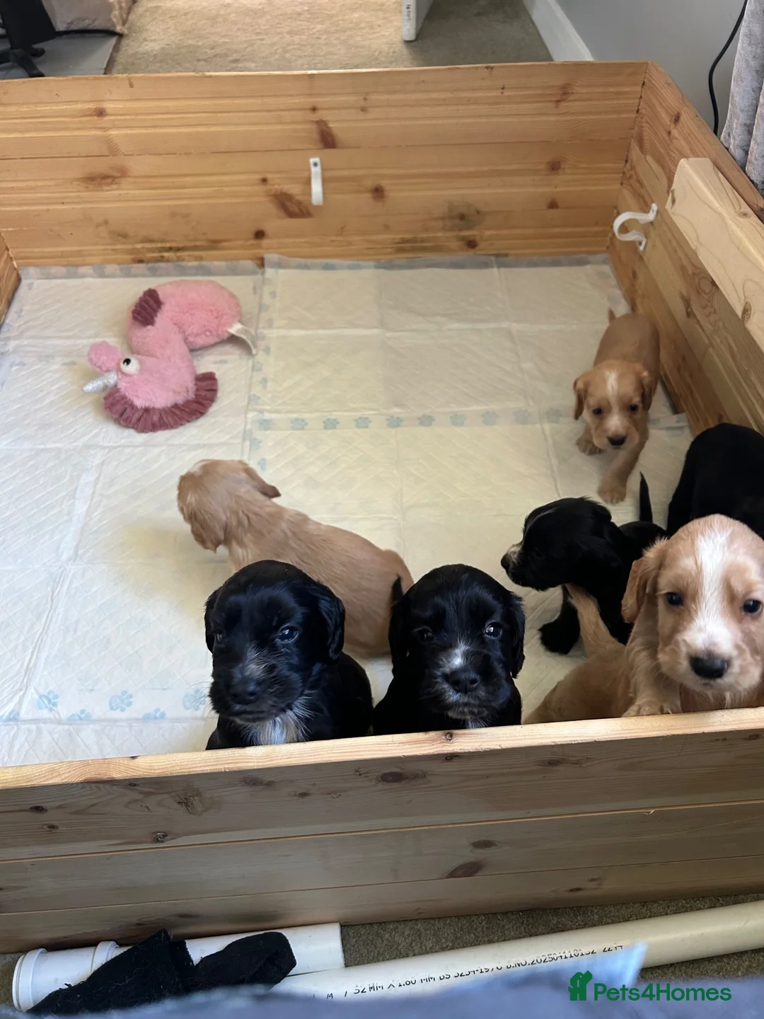Cocker Spaniel dogs for sale: Cocker spaniels  - Advert 2