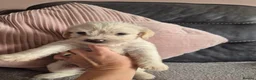 Jackapoo dogs for sale: F1 jackapoo pups  - Advert 3