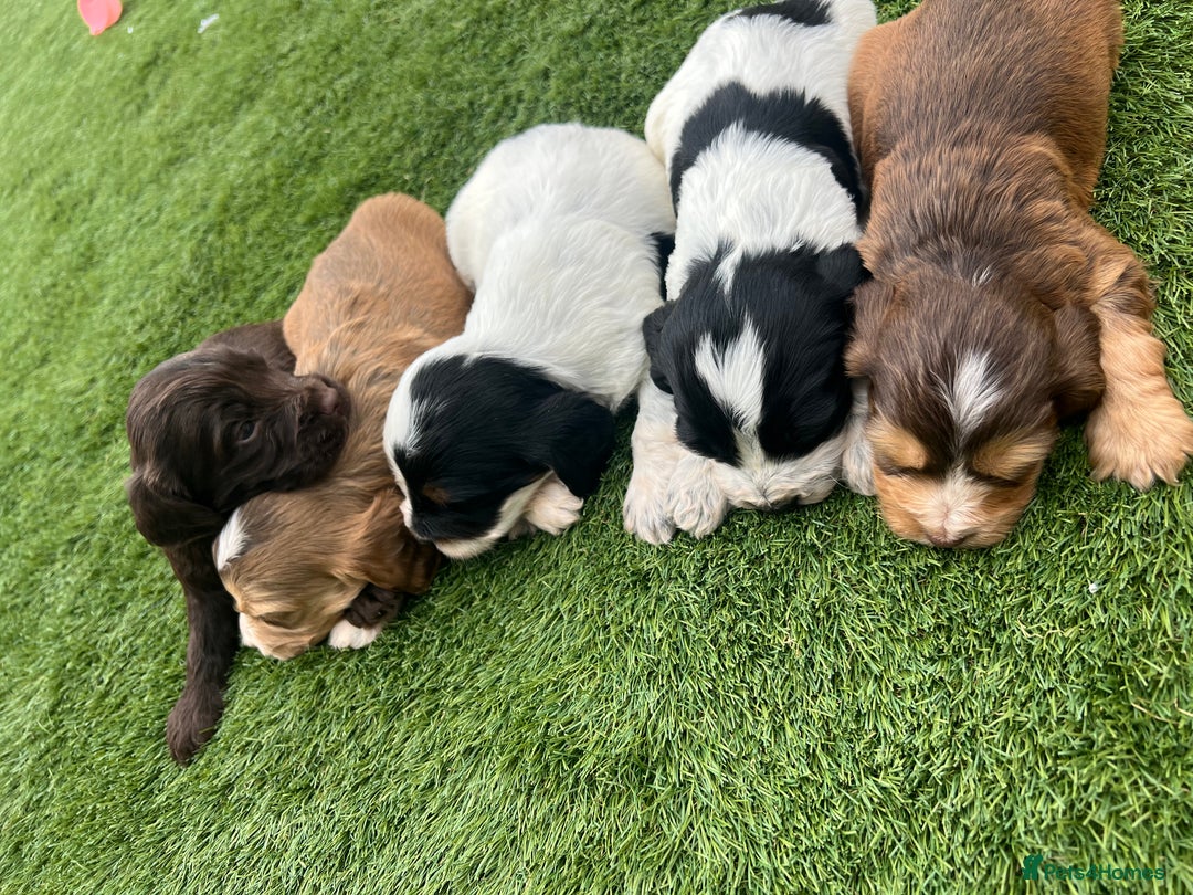 Cockapoo dogs for sale: F1B puppies - Image 11