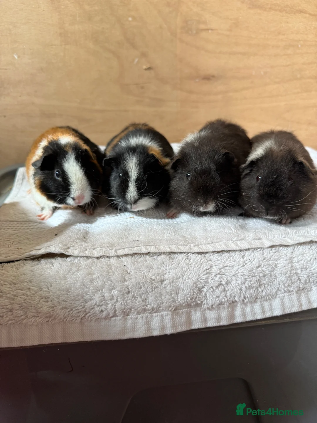 Guinea Pig rodents for sale: 4 male baby teddy guineapigs AVAILABLE  - Advert 15