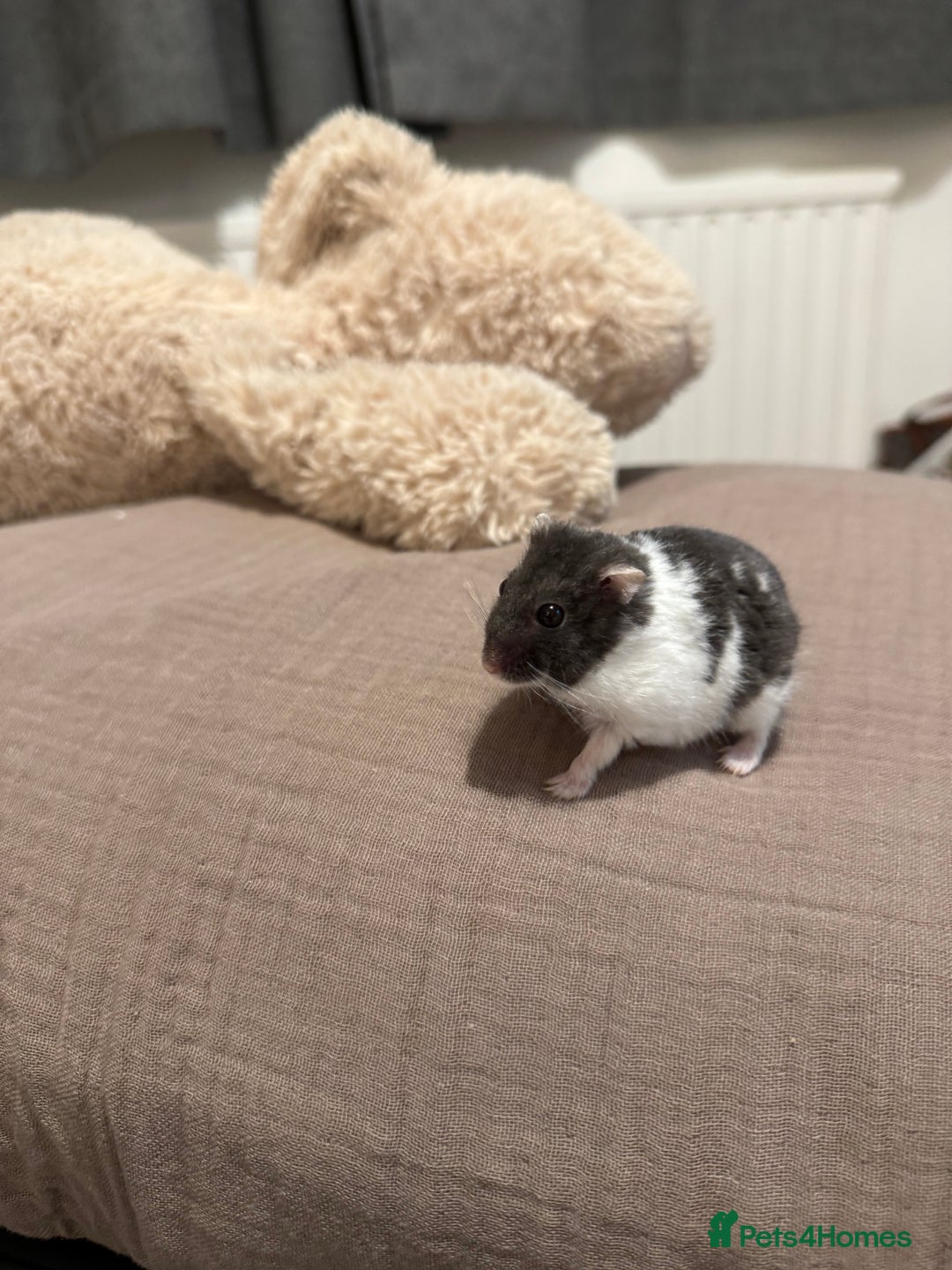 Hamster rodents for sale: 3x Winter White Dwarf Hamsters - Advert 5
