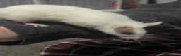 Mouse rodents for sale: Multimammates  - Advert 2