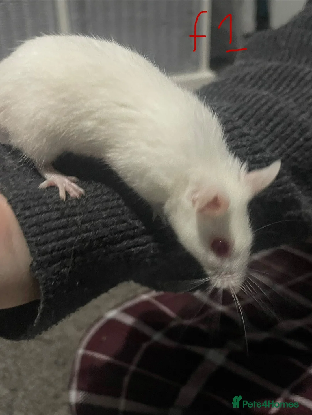 Mouse rodents for sale: Multimammates  - Advert 2