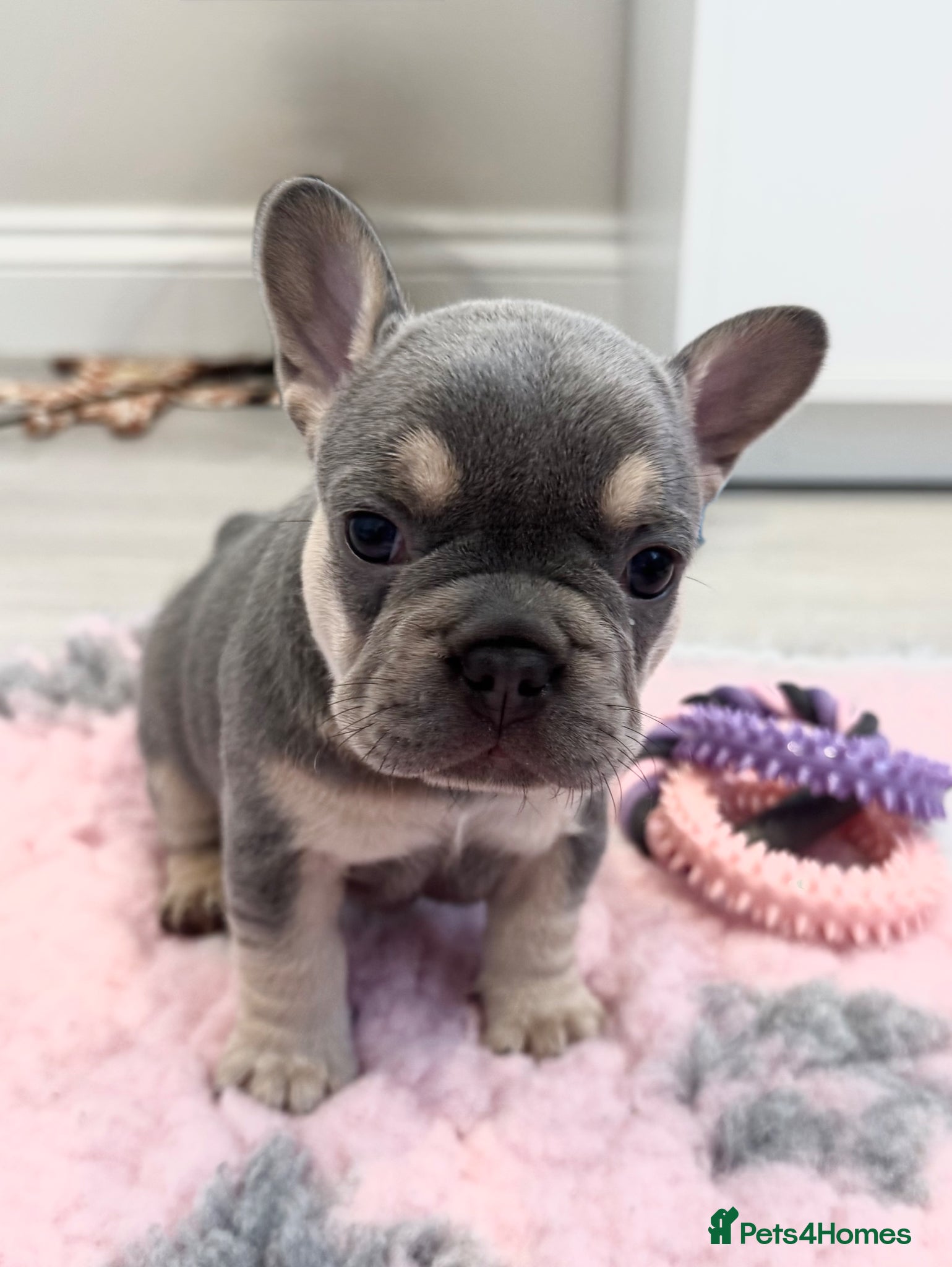 French Bulldog dogs for sale: Last Girl Remaining 🐶  KC Registered ! - Advert 23