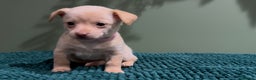 Mixed Breed dogs for sale: 🌟 Beautiful Cream Pomweenie Puppies Available 🌟 - Advert 5