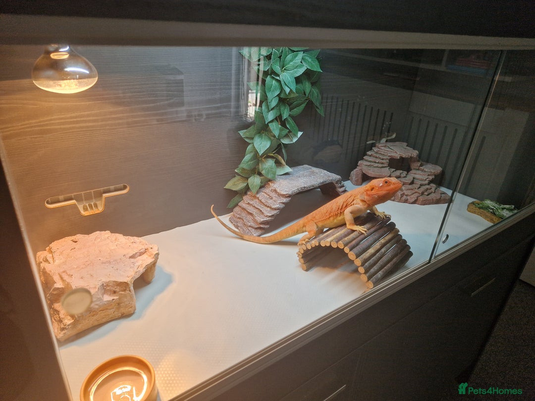 Bearded Dragon reptiles for sale: Red leatherback hypo bearded dragon and vivariums  - Image 7