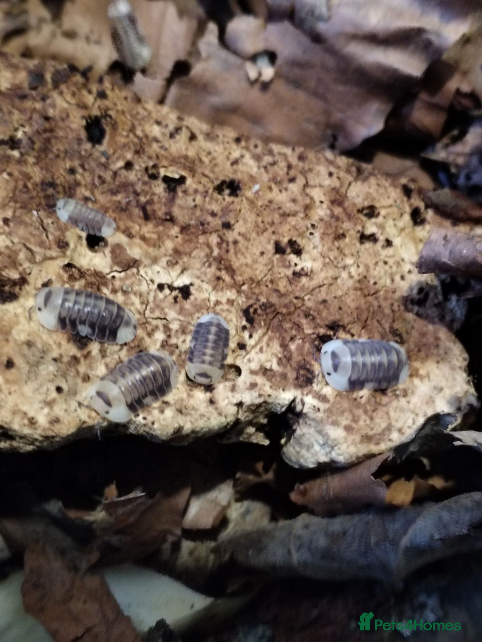 Isopods invertebrates Isopods Cubaris Ardentiella Sinodillo Spherillo  - Advert 3