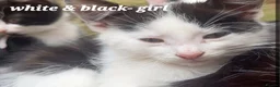 Mixed Breed cats for sale: Mixture of black & white ready to go mixed breed - Advert 9