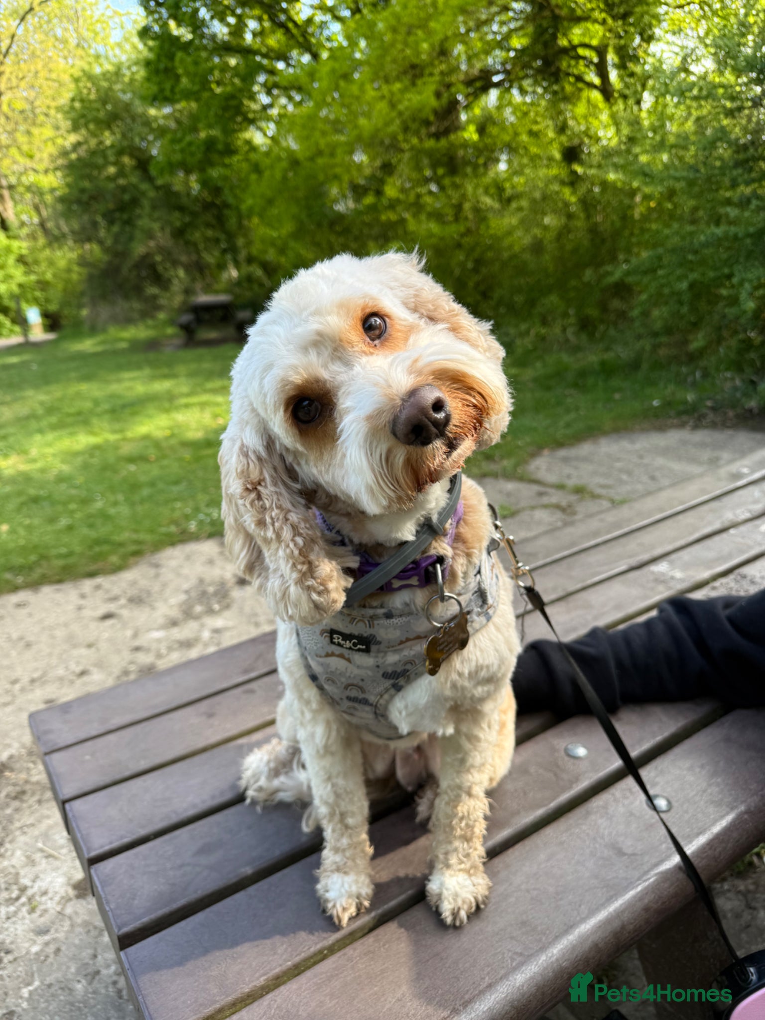 Cockapoo dogs 4yo cockapoo - Advert 1