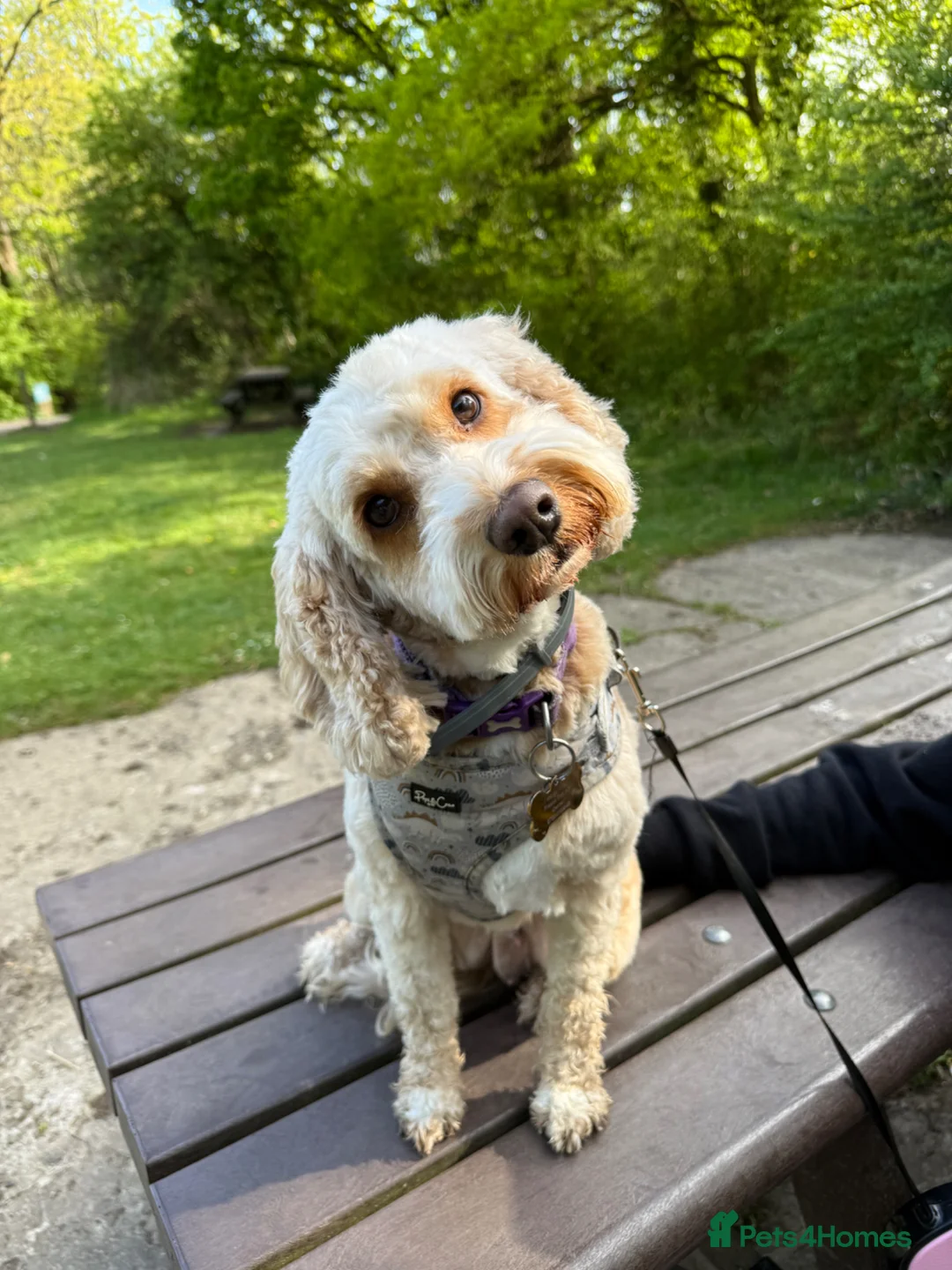 Cockapoo dogs for sale: 4yo cockapoo - Advert 1