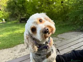 Cockapoo dogs 4yo cockapoo - Advert 3