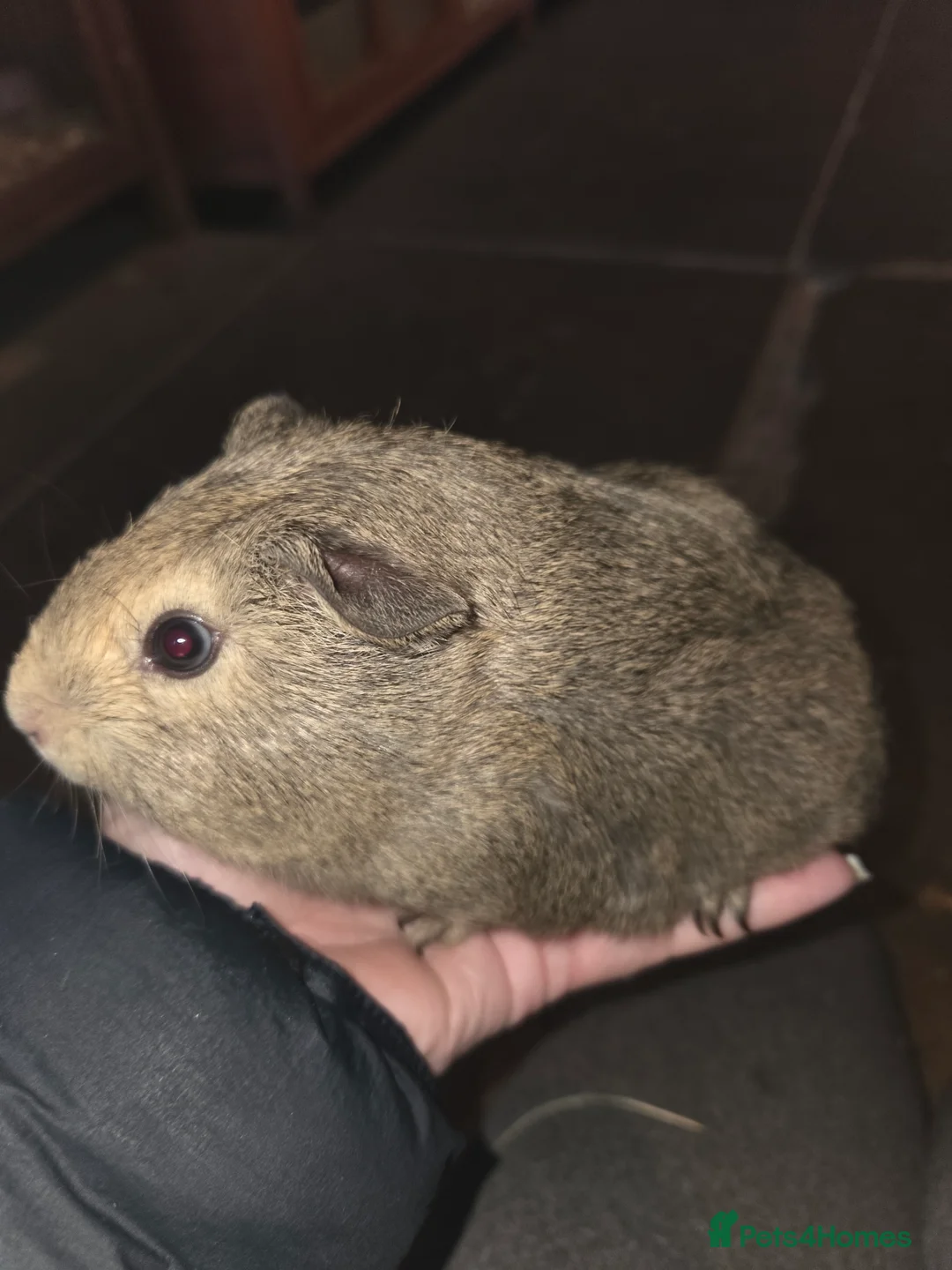 Guinea Pig rodents for sale: Baby guinea pigs - Advert 19