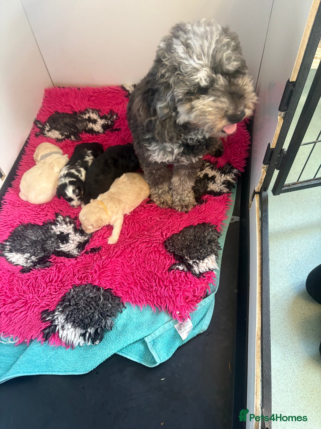 Maltipoo dogs for sale: 🤩 4 stunning male F1 Maltipoo 🤩 - Image 5