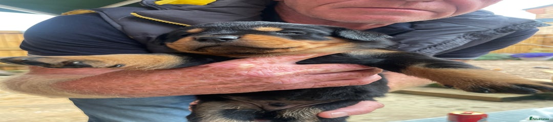 Rottweiler Puppy 8