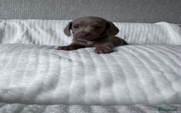 Miniature Dachshund dogs for sale: KC  miniature  dachshunds  - Image 4