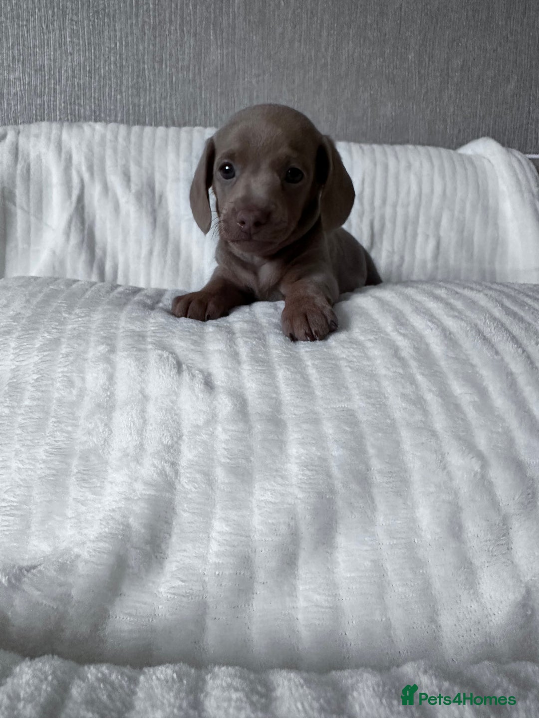 Miniature Dachshund dogs for sale: KC  miniature  dachshunds  - Image 4