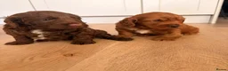 Cockapoo dogs for sale: F1B cockapoo puppies in Kilwinning - Advert 6