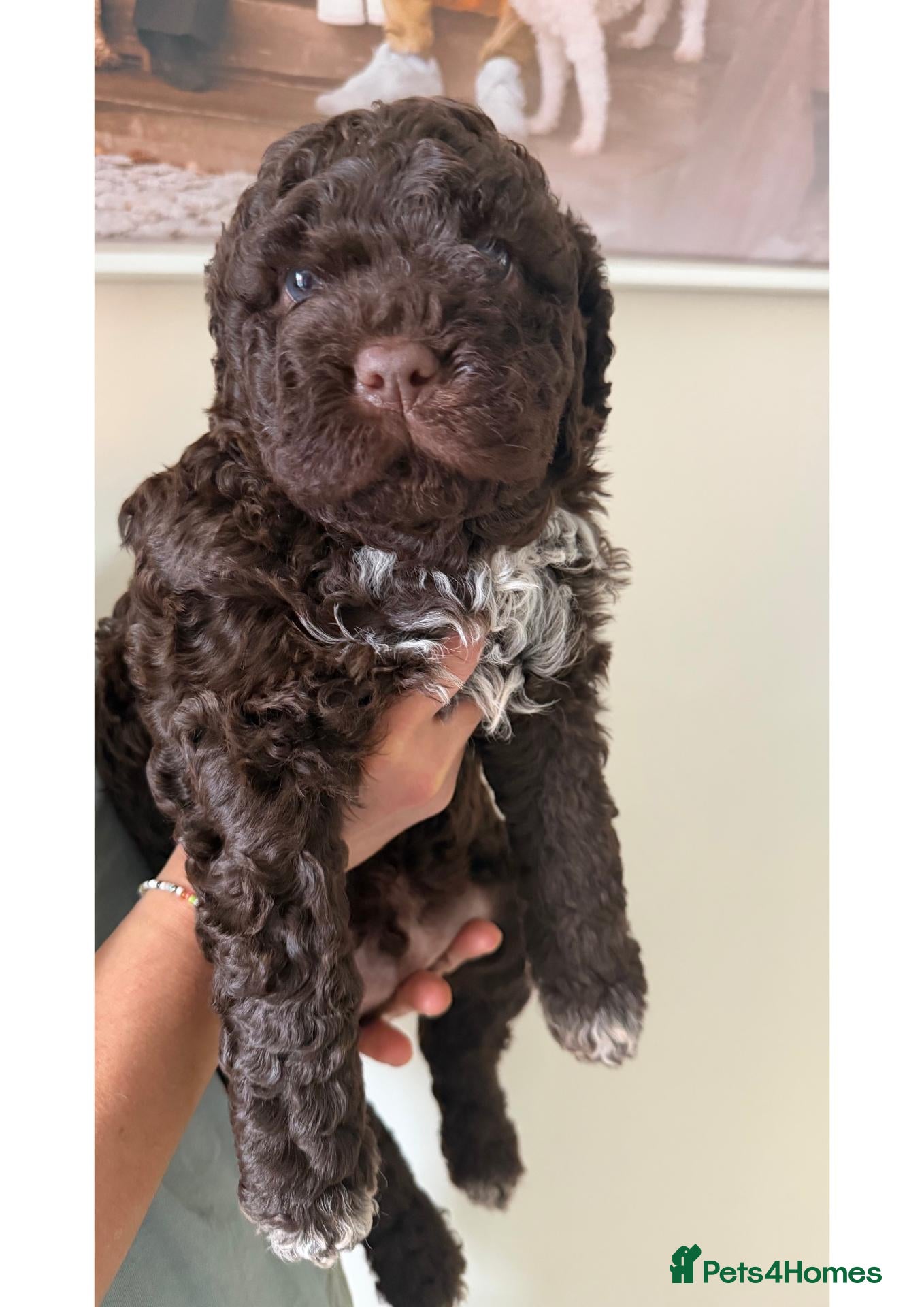 Lagotto Romagnolo dogs for sale: Lagotto Romangalo for sale KC reg.Italian parents  - Advert 2