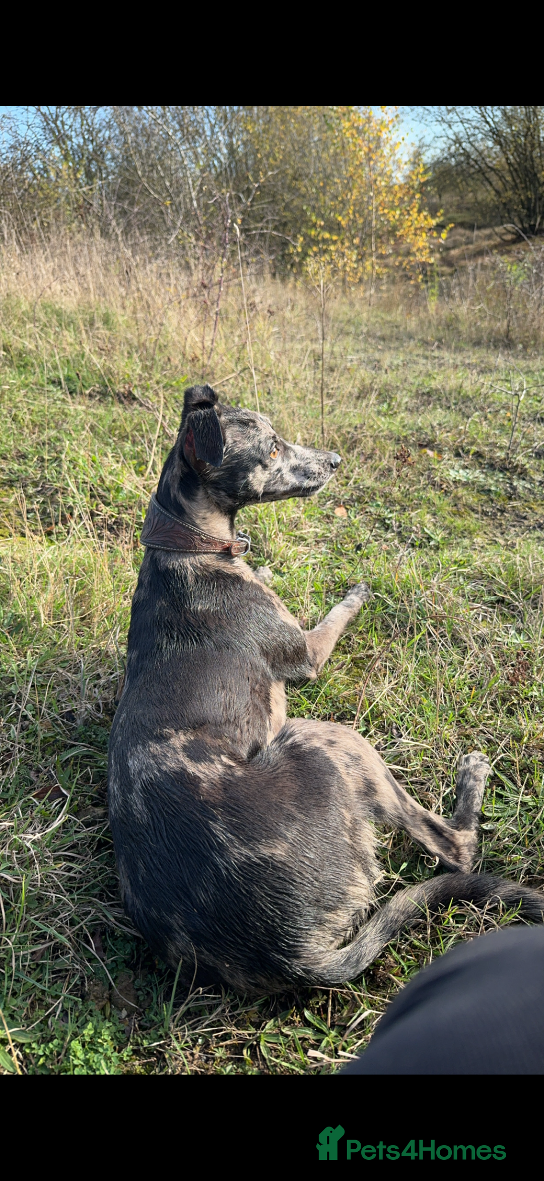 Whippet dogs for sale: Beautiful working whippets  - Image 11