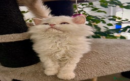Selkirk Rex cats for sale: Selkirk rex kittens 😻 - Image 16