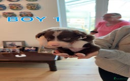 Border Collie dogs for sale: BEAUTIFUL BORDER COLLIE PUPPIES - Image 1