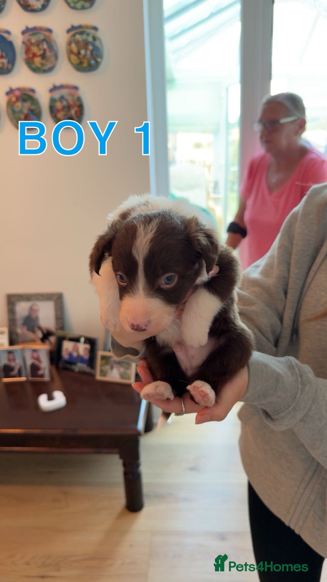 Border Collie dogs for sale: BEAUTIFUL BORDER COLLIE PUPPIES - Image 1
