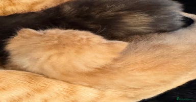 Mixed Breed cats - Advert 4