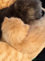 Mixed Breed cats - Advert 10