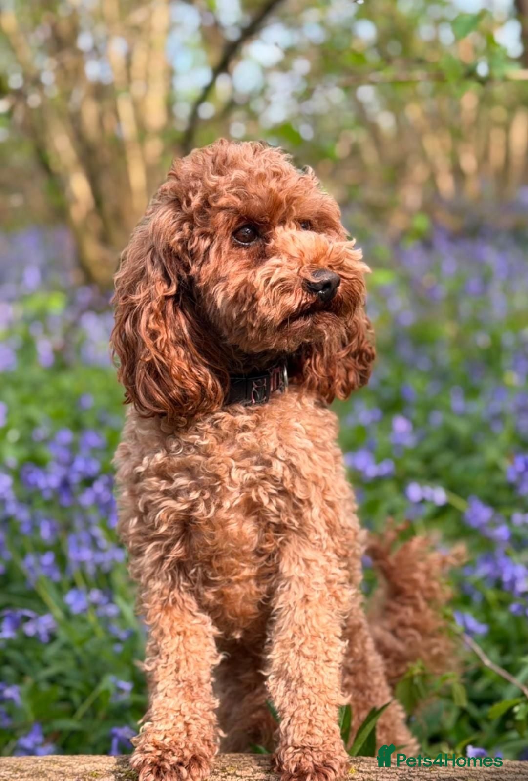 Poochon dogs Beautiful Poochon pups - Advert 2
