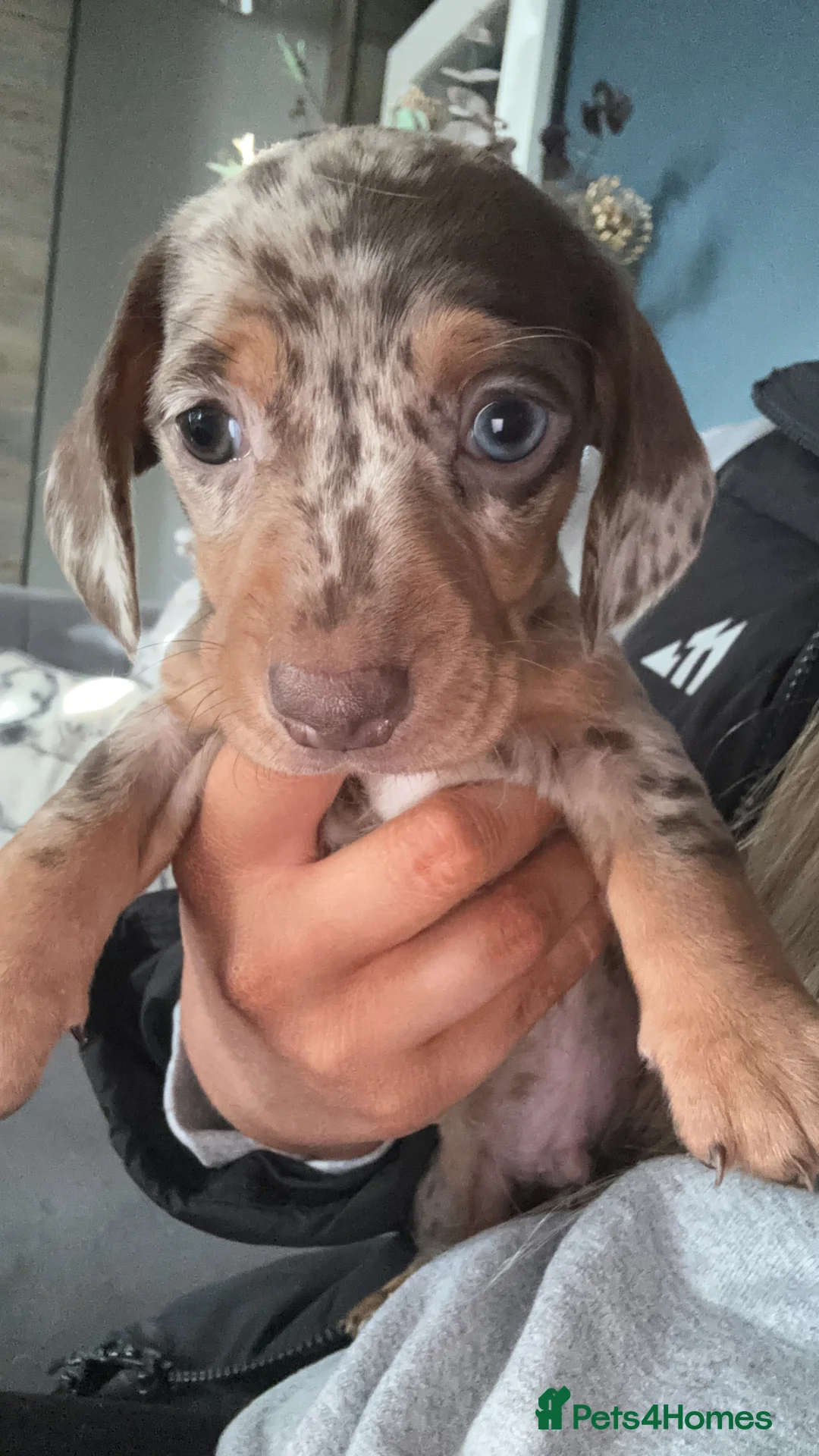 Miniature Dachshund dogs for stud: Miniature dachshund for stud  - Advert 12