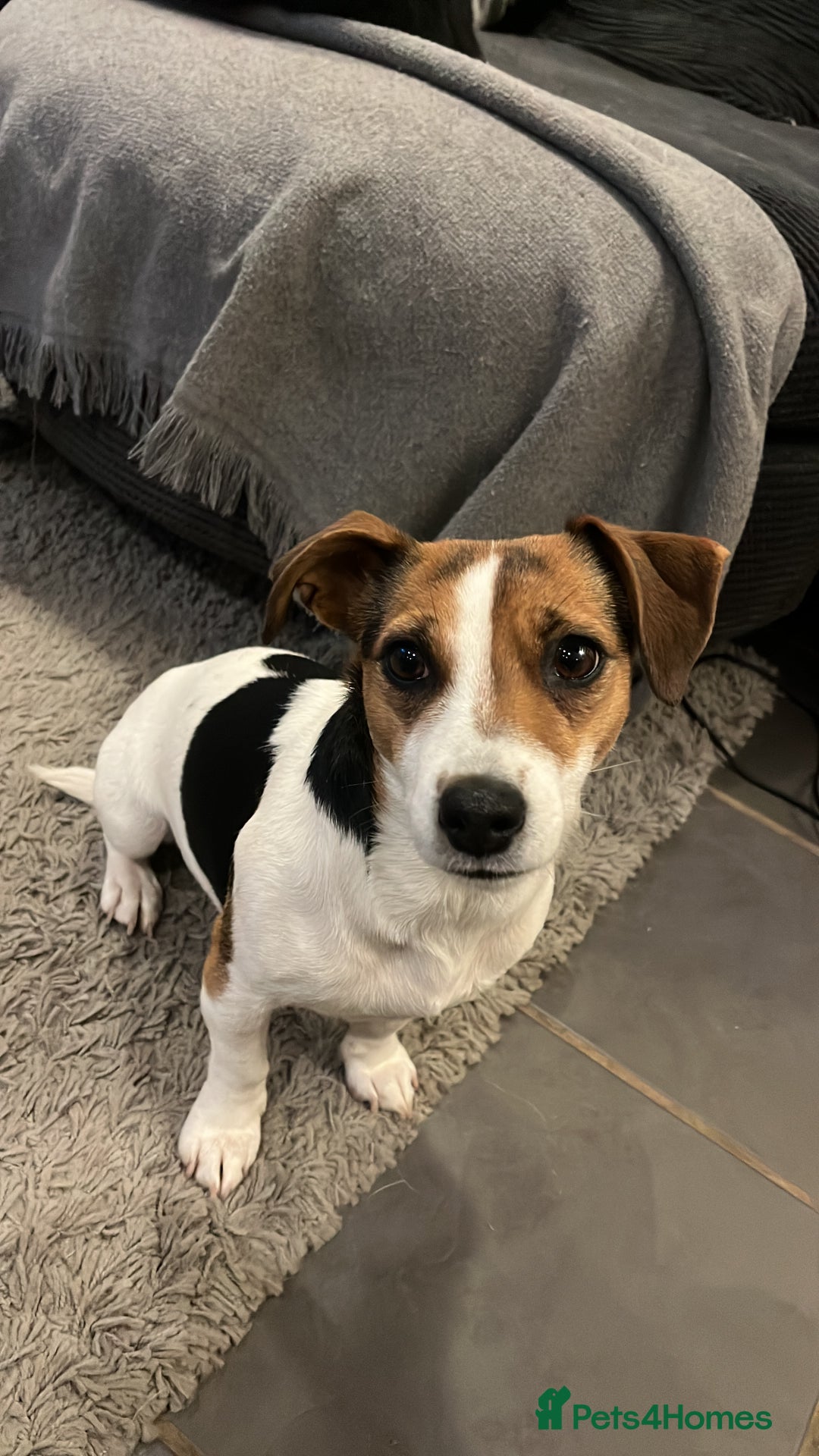 Jack Russell dogs for sale: Jack Russell Puppies  - Image 5