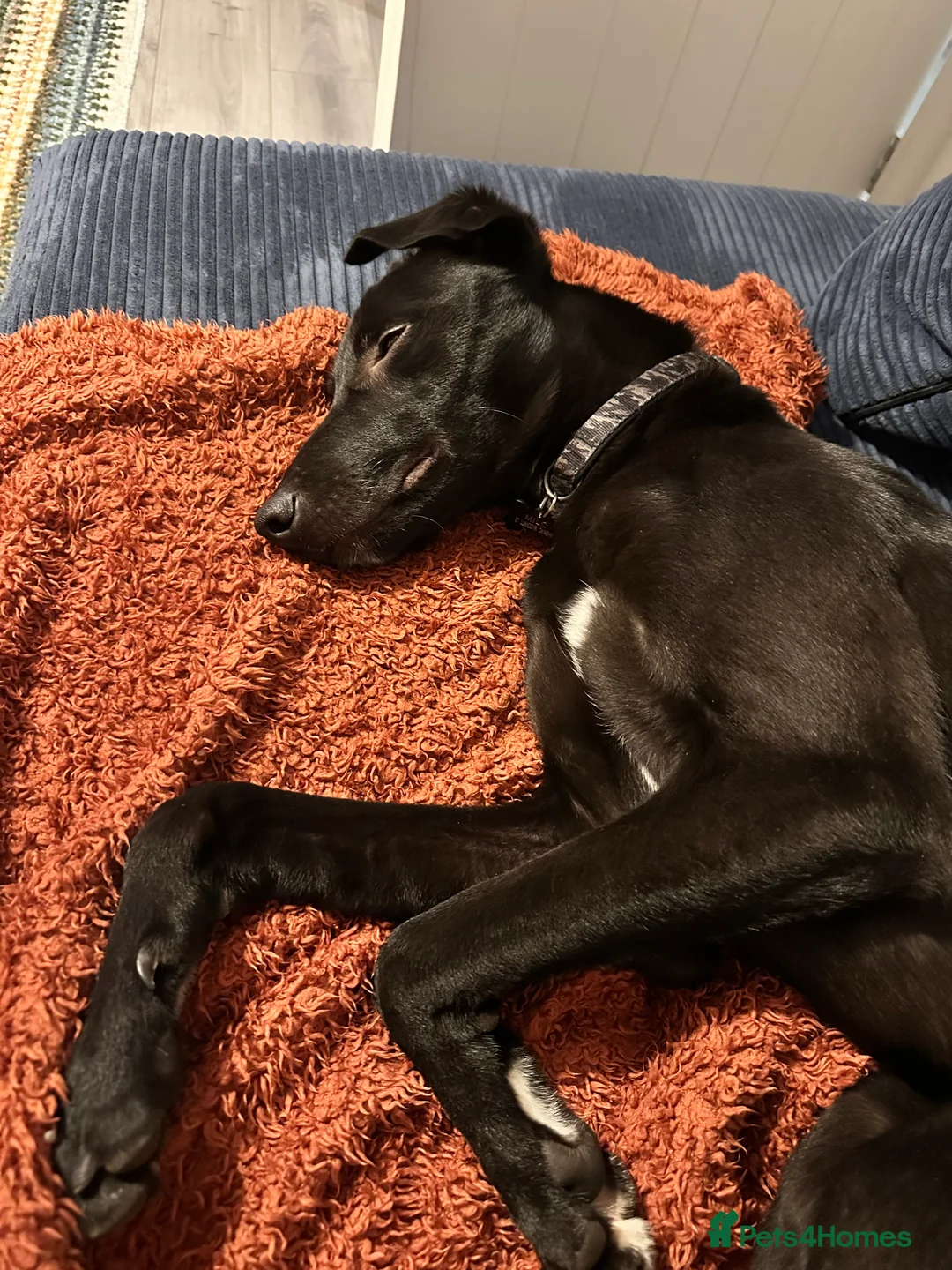 Mixed Breed dogs for sale: Milo - Lurcher x Greyhound male 11month  - Advert 11