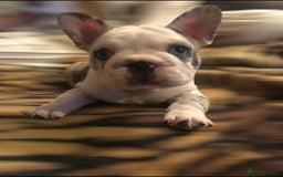 French Bulldog dogs for sale: French bulldog puppies  - Image 2