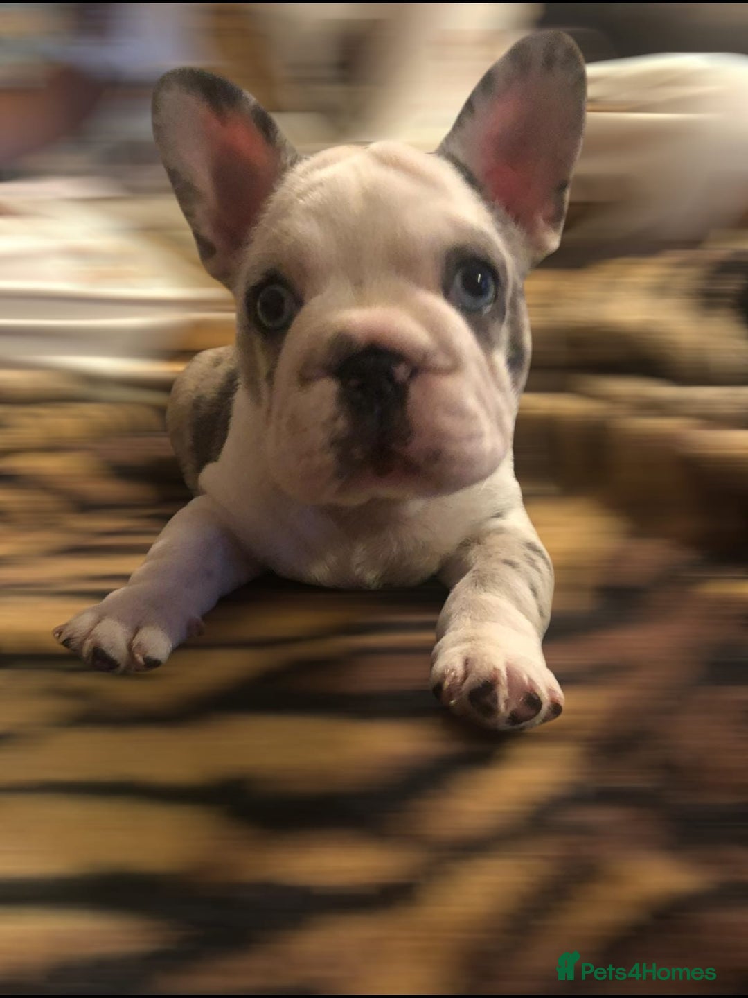 French Bulldog dogs for sale: French bulldog puppies  - Image 2