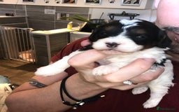 Cavapoo dogs for sale: Toy cavapoo WAITING LIST now open - Image 4