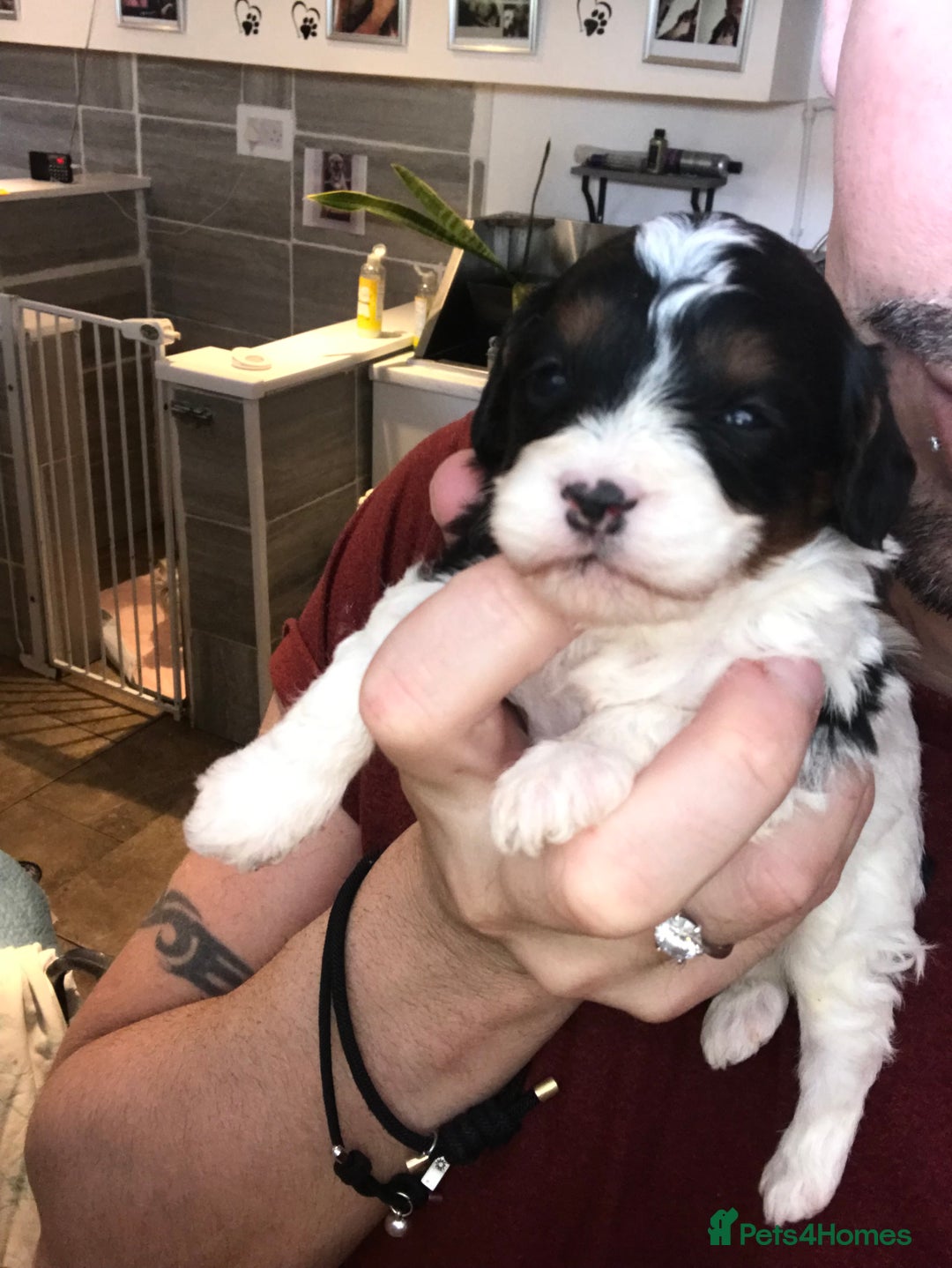 Cavapoo dogs for sale: Toy cavapoo WAITING LIST now open - Image 4