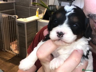 Cavapoo dogs - Advert 12