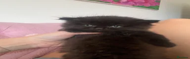 Persian 1