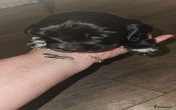 Cocker Spaniel dogs for sale: litter of 6 pedigree cocker spaniel puppies. - Image 13